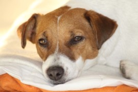IMG 5508